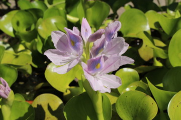 Purplish blue "Water Hyacinth" flowers in St. Gallen, Switzerland. Its Latin name is Eichhornia Crassipes, native to Brazil.
