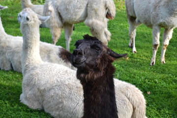 Fototapeta premium Alpacas