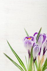 Spring lilac and purple crocus in a flowerpot. Green leaves. Spring card.