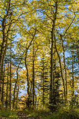 Aspen trees in fall on Sandia Mountains, New Mexico