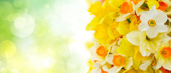 Fresh spring Light and dark yellow daffodils banner with copy space on green garden background