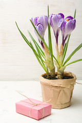 Spring lilac and purple crocus in a flowerpot. Green leaves. Spring card.