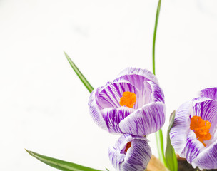 Spring lilac and purple crocus in a flowerpot. Green leaves. Spring card.