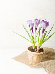 Spring lilac and purple crocus in a flowerpot. Green leaves. Spring card.
