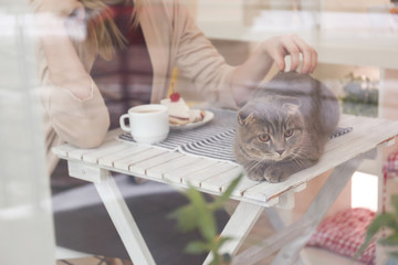 Young woman sitting at table in cat cafe, view from outside