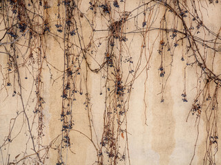 The vine bare branches on the old wall