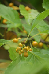 Celastrus Berries