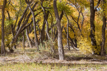 Cottonwood trees, grasses, and shrubs in autumn along Rio Grande in central New Mexico