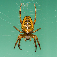 Kreuzspinne