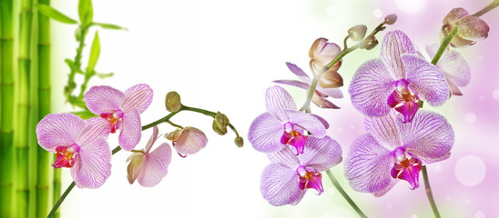 two pink orchids and empty space for text