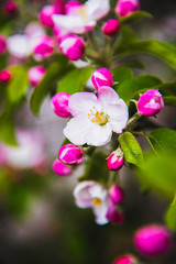 Fototapeta na wymiar Flowers of apple. Bright spring background.