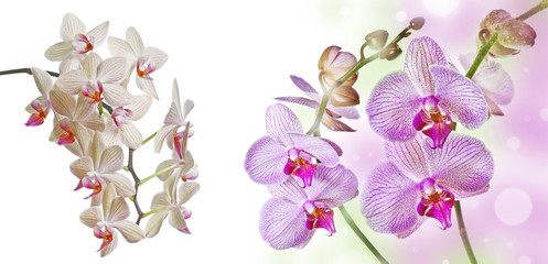 Fototapeta na wymiar two pink orchids and empty space for text