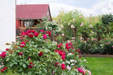Fototapeta na wymiar beautiful blooming garden in height of summer