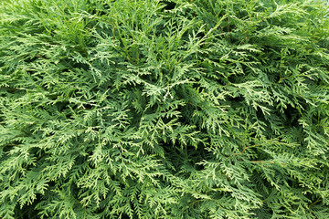 dense plex of thuya branches close-up