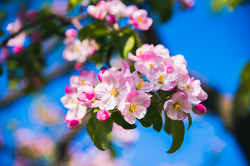Flowers of apple. Bright spring background.