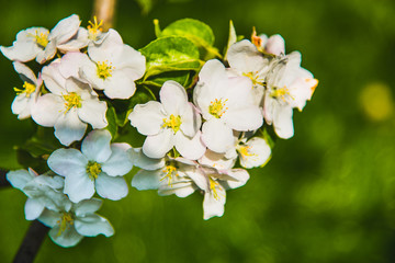 Flowers of apple. Bright spring background.