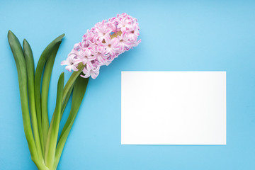 Hyacinth on blue background with greeting card