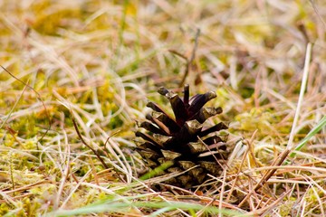 Pine cone on background.