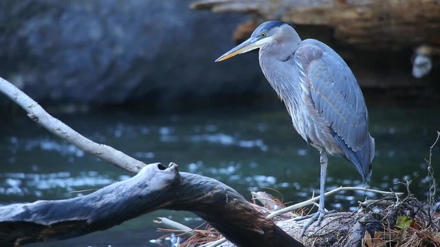A wild great blue heron (Ardea herodias) sits on the bank of a shallow river, hunting for fish. Shot on a tripod at King's Canyon National Park in California.