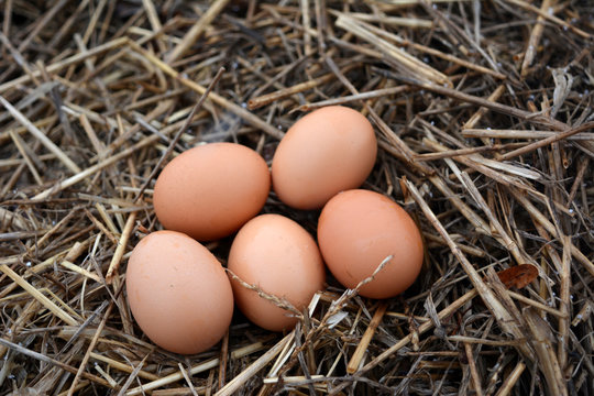brown chicken eggs in the straw, food, agriculture 