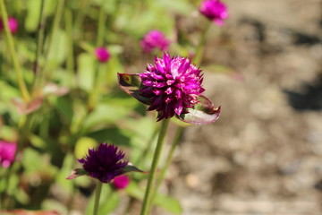 Obraz premium Purple 