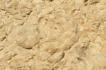 the Ammonite Wall