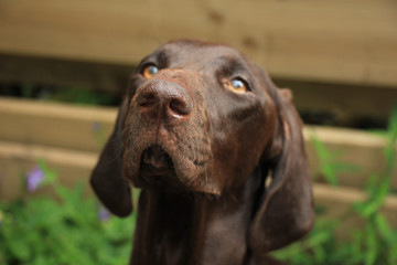 German Shorthaired Pointer