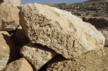 imprint Petrified plant
