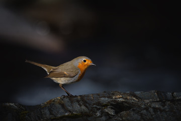Robin
