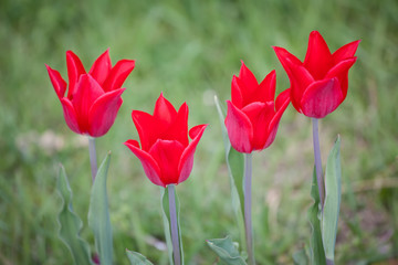 Beautiful red tulips in the park. Spring concept.