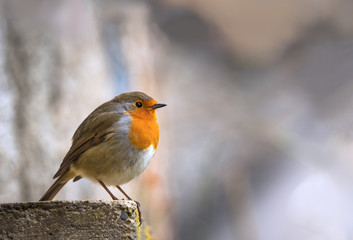 Robin