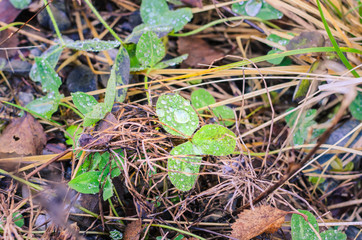 Raindrop on Green Leaf