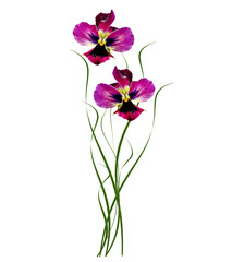 Pansy Violet with Green Leaves on white background