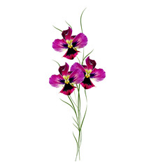 Pansy Violet with Green Leaves on white background