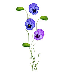 Pansy Violet with Green Leaves on white background