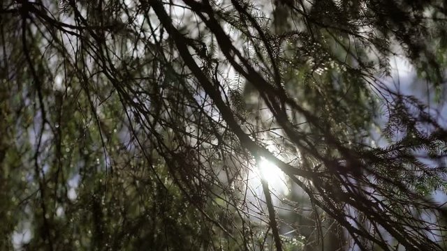 Sunlight through fir tree in forest