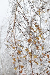 Birch bent under the weight of ice. The effects of the ice storm.