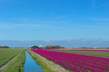 Fototapeta na wymiar Dutch landscape with red tulips