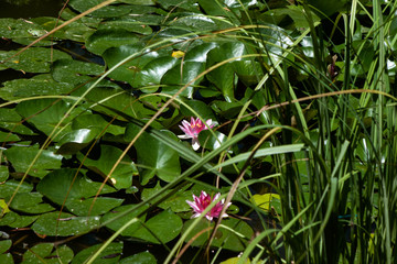 beautiful water lily in the water pond.
