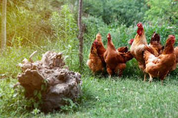 Beautiful Rooster (Male Chicken) and .chickens on nature.