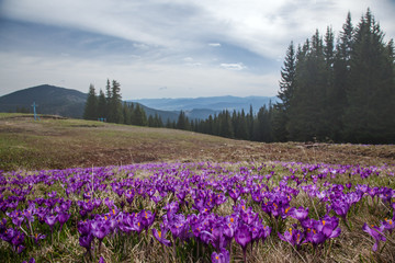 Fototapeta na wymiar lot of purple crocus flowers in spring