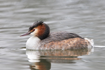 Great crested grebe (Podiceps cristatus)