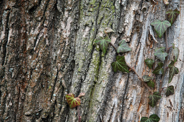 Baum mit Efeu bewachsen
