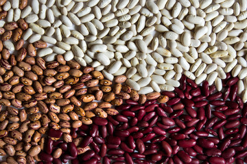 Different beans - small white kiney beans, red kidney beans, cranberry brown type beans.