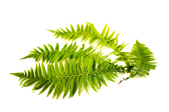 Curved green fern leaves isolated on white background.