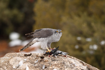 Northern goshawk into the snow