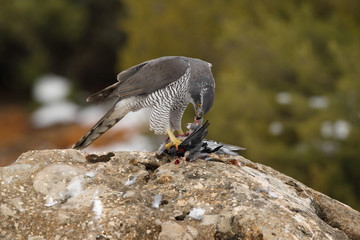 Northern goshawk into the snow