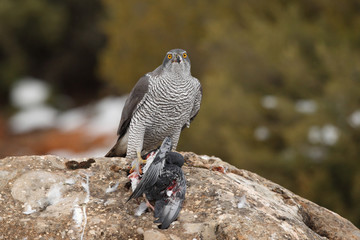 Northern goshawk into the snow