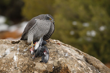 Northern goshawk into the snow