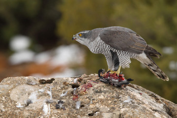 Northern goshawk into the snow